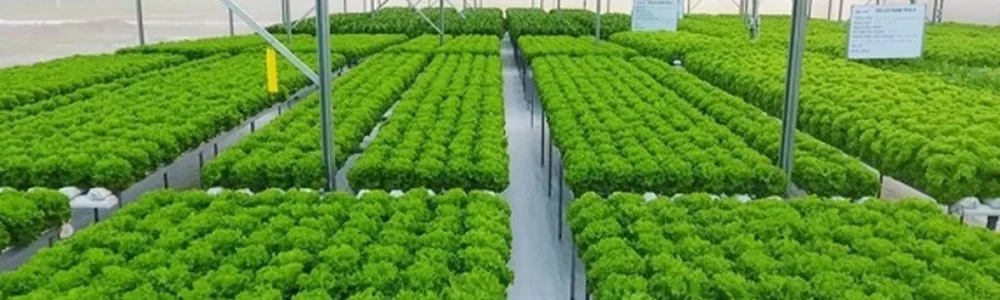 Dòng vốn xanh tăng tốc khi ngân hàng và doanh nghiệp cùng chuyển đổi mạnh mẽ